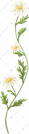 绿色树枝上的雏菊 PNG, SVG