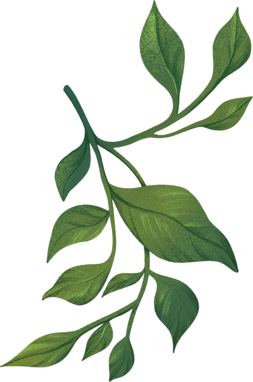 green twig with lots of leaves PNG, SVG