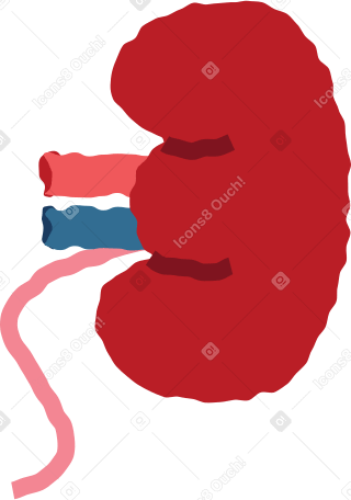 kidney PNG, SVG