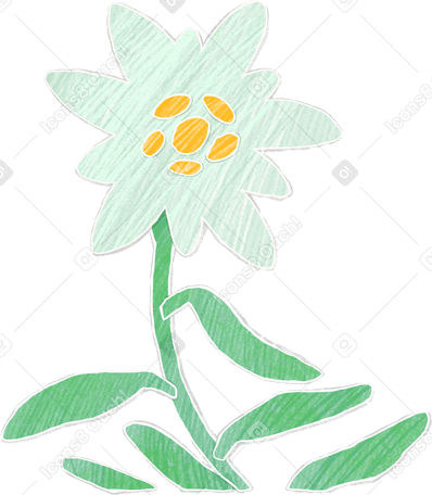 Gran flor de edelweiss en un tallo con hojas PNG, SVG