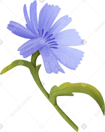 blue cornflower PNG, SVG