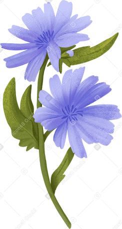 Blaue kornblumen PNG, SVG