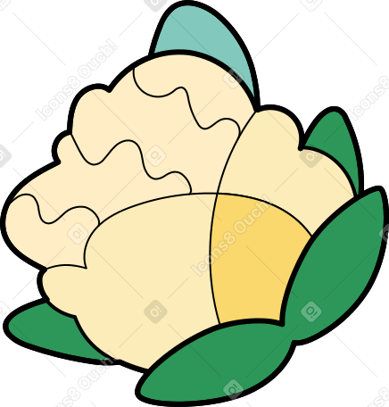 cauliflower Illustration in PNG, SVG
