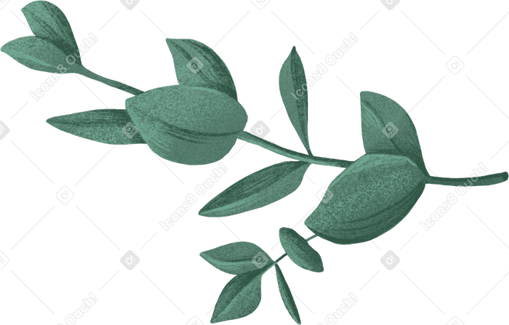 double green eucalyptus branch PNG、SVG