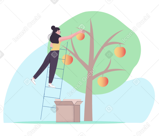 Woman harvesting apples from tree PNG, SVG