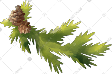 Fir branch with cones PNG, SVG