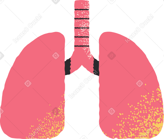 lungs Illustration in PNG, SVG
