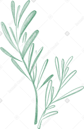olive branch в PNG, SVG