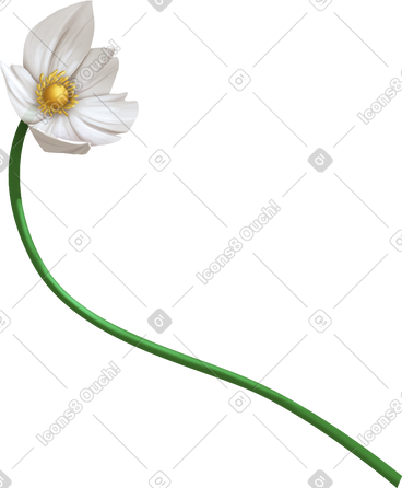 雪花莲 海葵 花 PNG, SVG