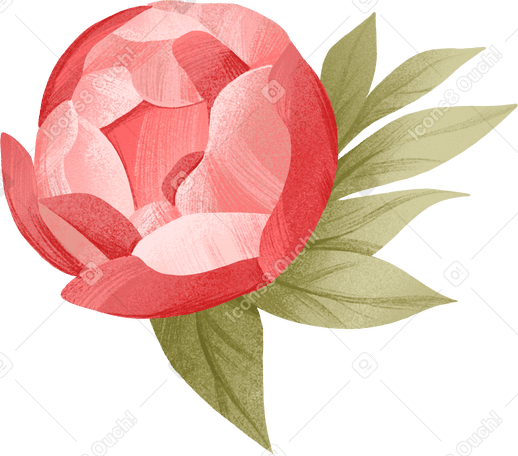 opening bud of a little peony with leaves PNG, SVG