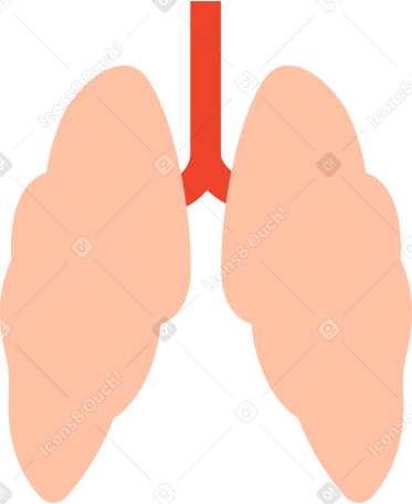 pulmones humanos PNG, SVG