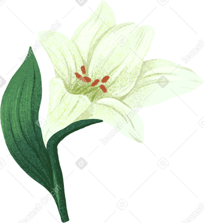 little white lily PNG、SVG