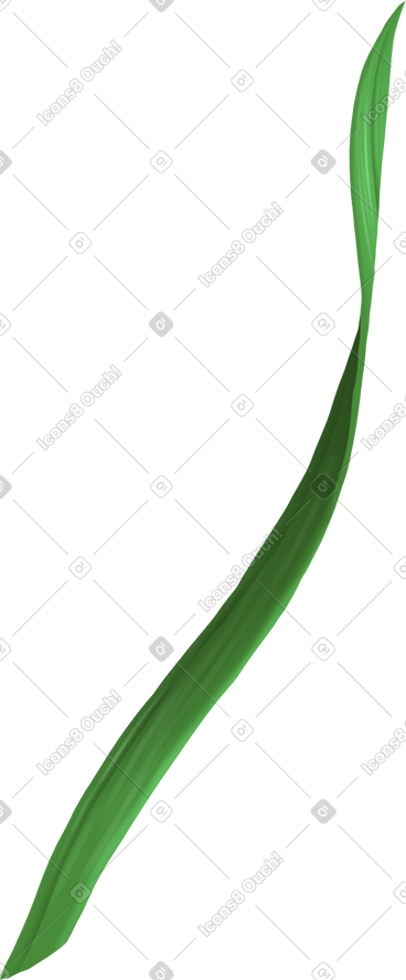 Single long and thin grass leaf PNG, SVG