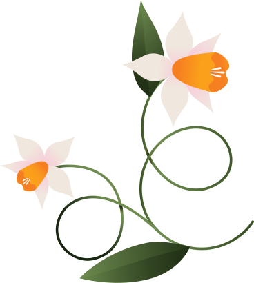 두 개의 큰 수선화 꽃 PNG, SVG