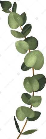 eucalyptus sprig в PNG, SVG