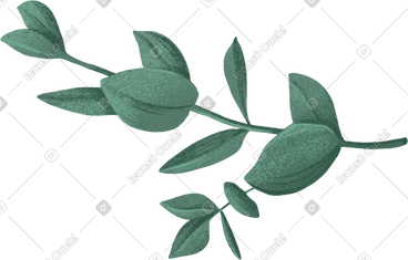 Double green eucalyptus branch PNG, SVG