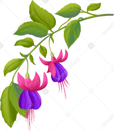 descending fuchsia branch with flowers PNG, SVG