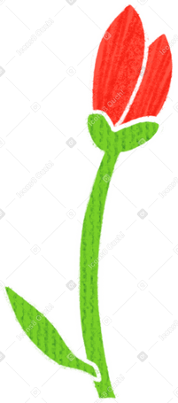 small red bud on a short stem Illustration in PNG, SVG