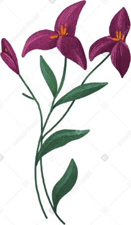 burgundy flowers PNG, SVG