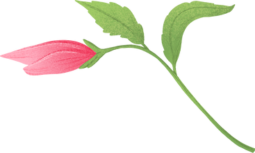 잎이 있는 녹색 줄기에 히비스커스 꽃봉오리 PNG, SVG