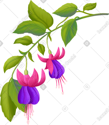 Descending fuchsia branch with flowers PNG, SVG