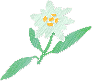 small edelweiss flower PNG, SVG