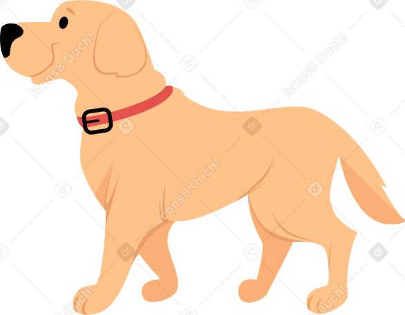 dog labrador PNG, SVG