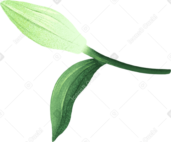 small bud of white lily PNG, SVG