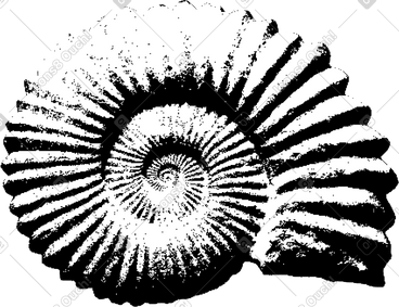 Fossil shell PNG, SVG