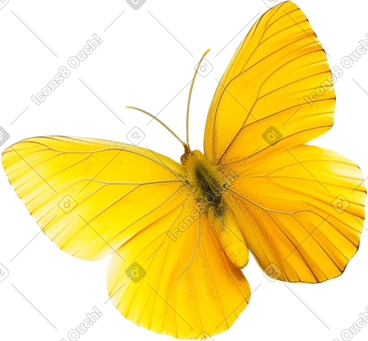 Yellow butterfly PNG, SVG