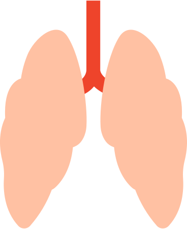 human lungs PNG, SVG