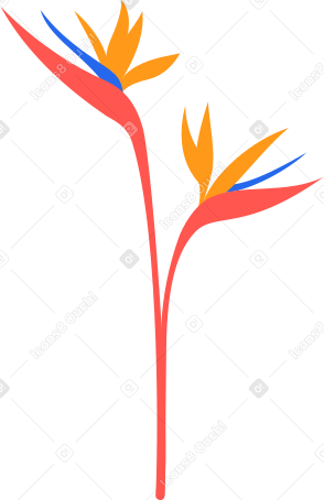цветы в PNG, SVG