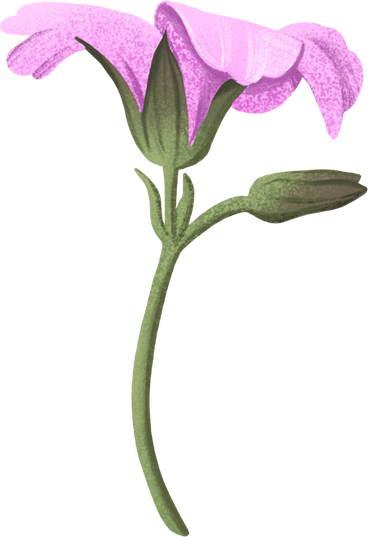 pink opened flower PNG, SVG
