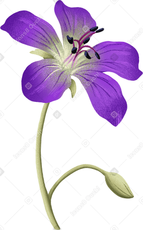 purple flower and small bud в PNG, SVG