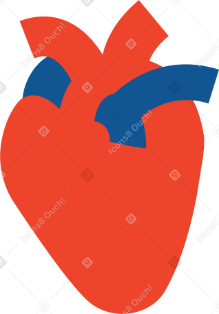 Corazón humano PNG, SVG