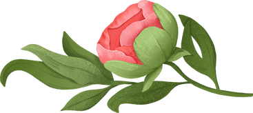 Peony with leaves PNG, SVG