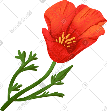 Red poppy on a green stem PNG, SVG