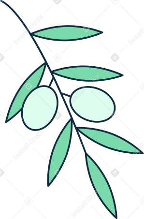 olive branch Illustration in PNG, SVG