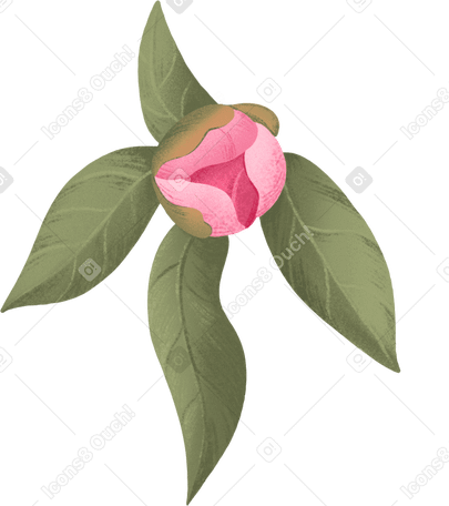 small peony bud with leaves в PNG, SVG