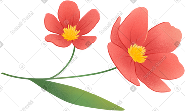 Red flowers PNG, SVG