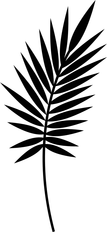 long black leaf of palm plant PNG, SVG