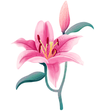 꽃 봉 오리와 핑크 백합 꽃 PNG, SVG
