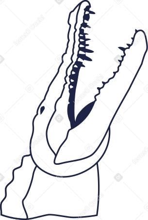 crocodile line Illustration in PNG, SVG