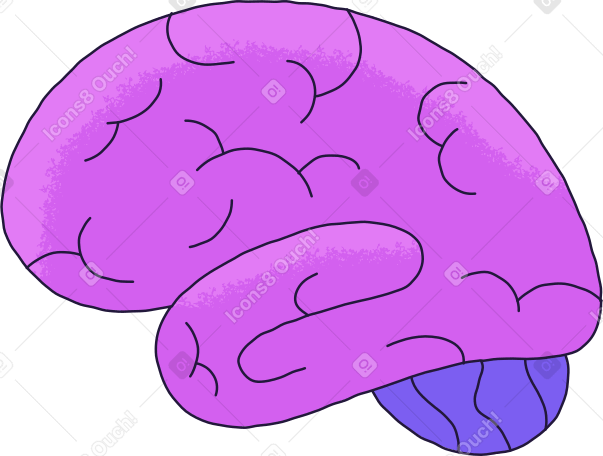 lato del cervello PNG, SVG
