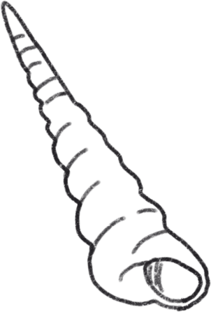 Long shell PNG、SVG