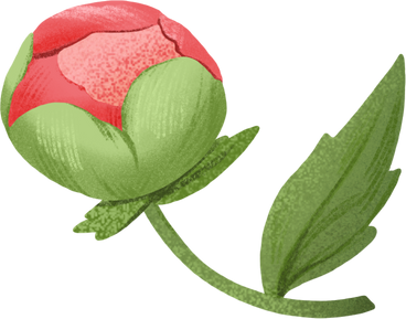 small peony bud with a leaf PNG, SVG