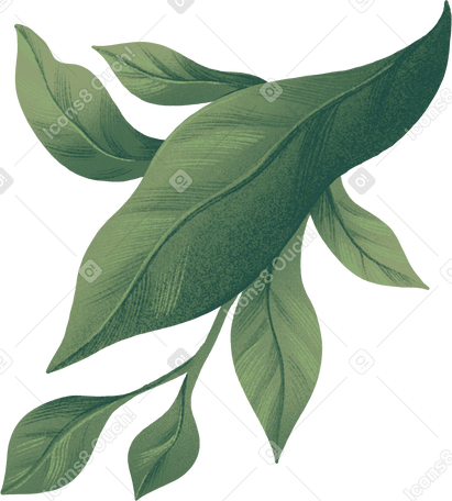 large and small green leaves in a bunch PNG, SVG