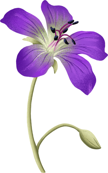 purple flower and small bud PNG, SVG