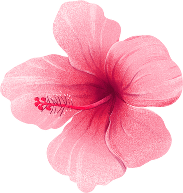 big pink hibiscus flower PNG, SVG