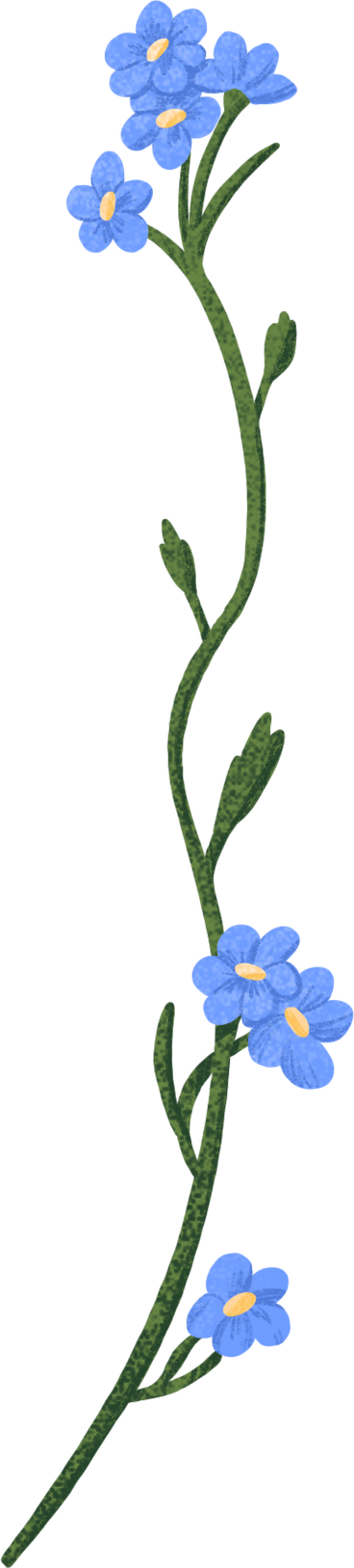 forget-me-nots with leaves PNG, SVG